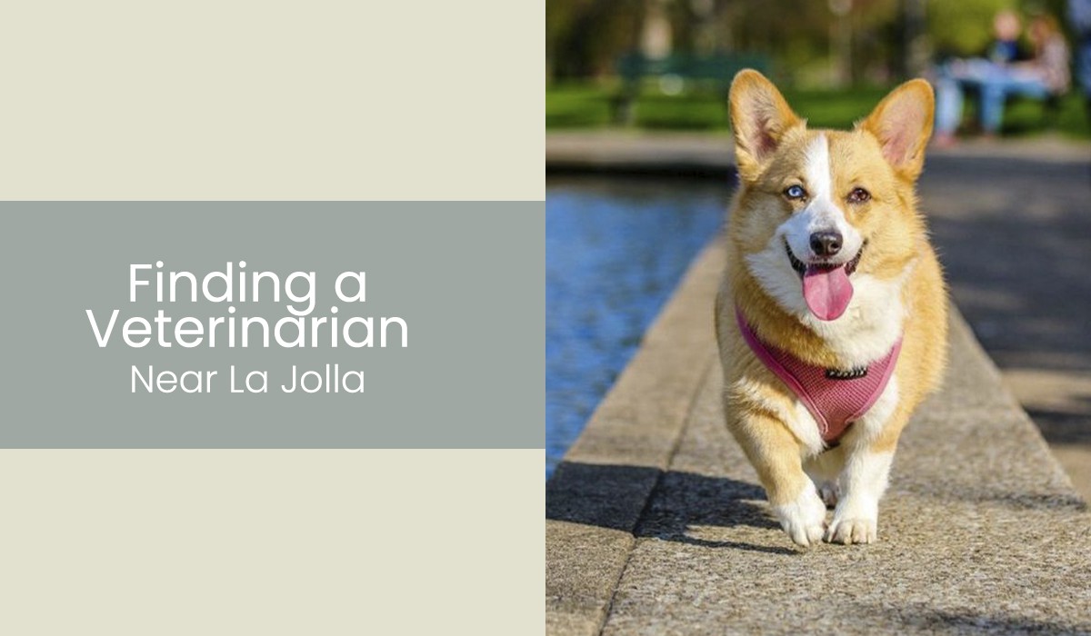Finding-a-Veterinarian-near-La-Jolla
